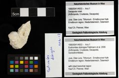 Foto (Objekt + Etiketten) von Eodromites dobrogea (Feldmann et al., 2006) 